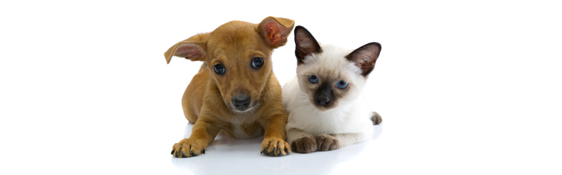 Clean As A Whistle - Your Carpet and Upholstery Cleaners!